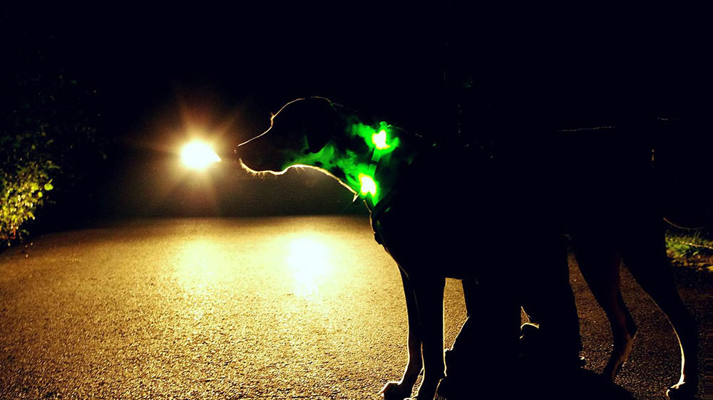 LEUCHTIE-LED-kaulus takaa suurimman mahdollisen turvallisuuden koirille ja ihmisille
