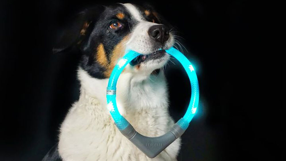 Koiran hakema LEUCHTIE-LED-valokaulus