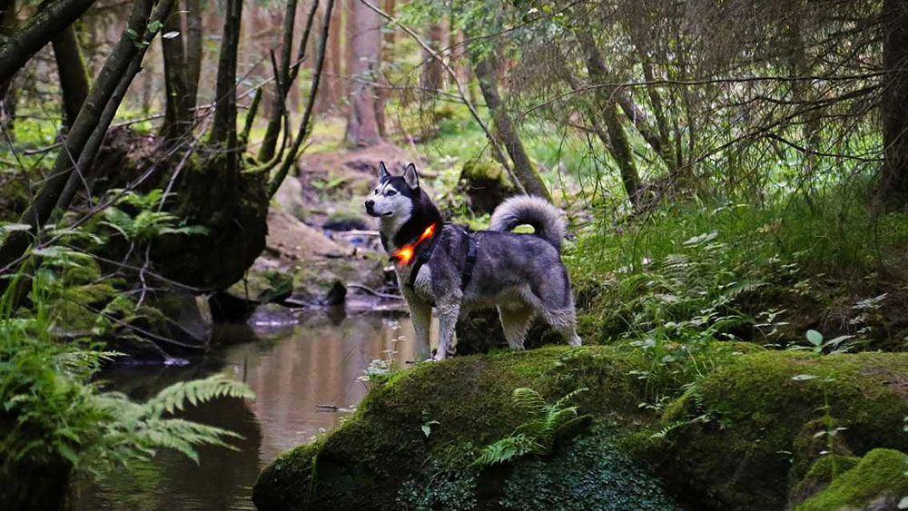 Kävele metsässä LEUCHTIE-LED-lampun kauluksella